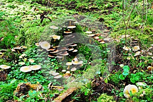 Forest with stump and mushrooms autumn view