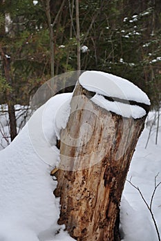 Forest stump in the snow in early spring.