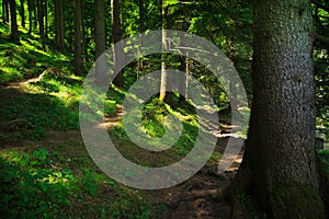 Forest in Styria