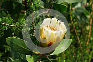 Forest sugarbush flower photo