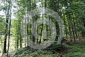 Forest in Suior area, Romania, spring cold day