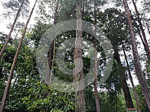 A Forest in Sumberawan Temple from Afar