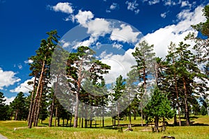 The forest on the summer grassland and cloudscape