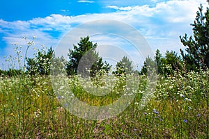 Forest summer landscape, pine trees nature background