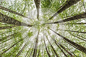 Summer forest tree tops on the background of the blue sky