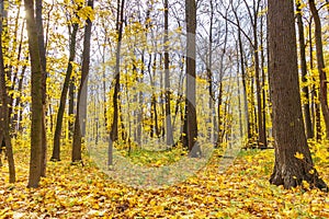 Forest in sunny autumn day. Trees with golden leaves in sunlight