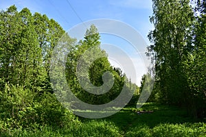 Forest Sunny glade blue sky deciduous forest is significantly different from the coniferous in appearance, diversity of plant