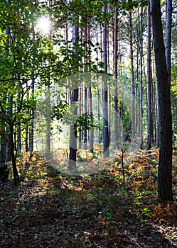 Forest in the sunny summer day.