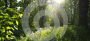 Forest on a sunny summer evening. Green grass, trees and flowers in the sunset light. Landscape.