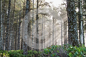 Forest sunrays