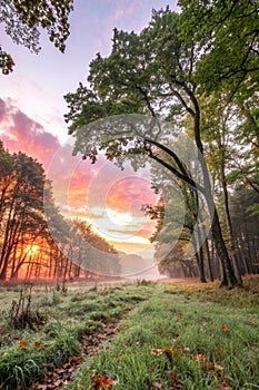 Forest at sunrise, panoramic view