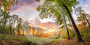 Forest at sunrise, panoramic view