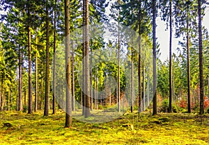 Forest during sunrise in Westerbork in Drenthe