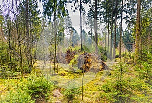 Forest during sunrise in Westerbork in Drenthe with storm damage and fallen mature Douglas fir trees