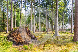 Forest during sunrise in Westerbork in Drenthe photo