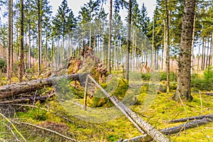 Forest during sunrise in Westerbork in Drenthe with storm damage and fallen mature Douglas fir trees