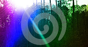 Forest sun's rays pierced