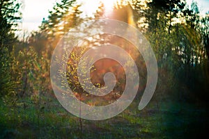 Forest at sunset afternoon