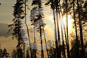 Forest in the sunset