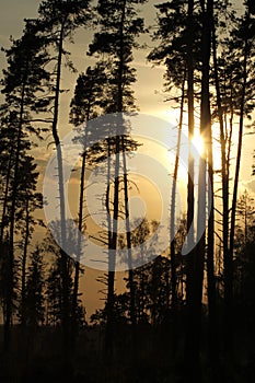 Forest in the sunset