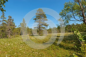 Forest swamp on Anzersky Island