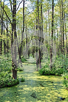 Forest in swamp photo