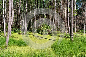 The forest swamp is covered with green tina. Wild forest with many trees in a marshy area. Summer sunny day in the forest. Nature