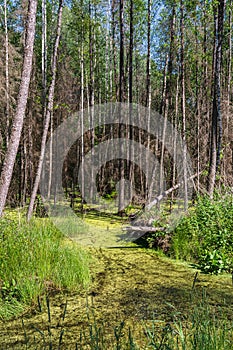 The forest swamp is covered with green tina. A wild forest with several fallen trees in a swampy area. Summer sunny day in the