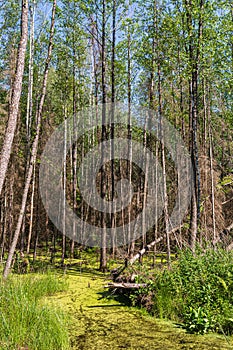 The forest swamp is covered with green tina. A wild forest with several fallen trees in a swampy area. Summer sunny day in the