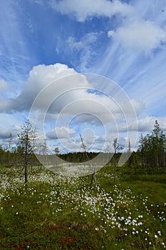 Forest, swamp and field of cotton grass