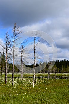 Forest, swamp and little pond with field of cotton grass. Little birches and pines in the foreground.