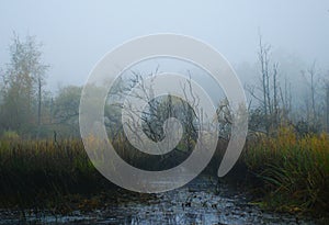 Forest swamp in mist