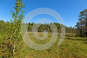 Forest swamp on Solovki Island