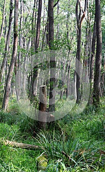 Forest in the swamp