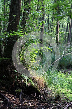 Forest in the swamp