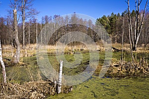 Forest swamp under sunshine