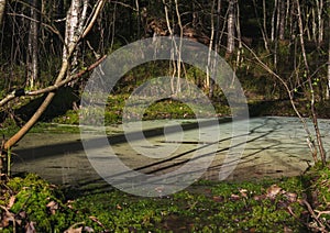 A forest swamp in the wilderness. Swamp in forest. A swamp with a quagmire in the forest. Forest swamp view