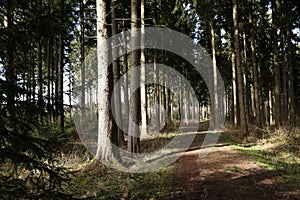 Forest with tall fir trees and forest road