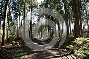 Forest with tall fir trees and forest road