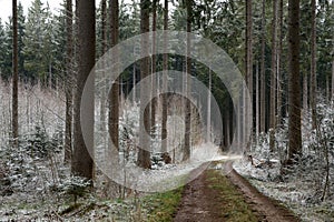 Forest with tall fir trees and forest road