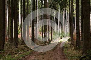 Forest with tall fir trees and forest road