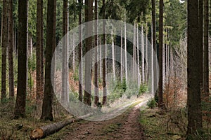 Forest with tall fir trees and a road in the Black Forest in Germany