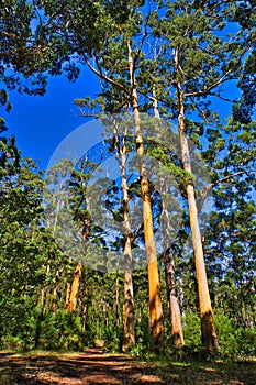 Forest of tall karri trees (Eucalyptus diversicolor) in Western Australia