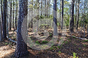 A forest with tall lush green pine trees and plants with blue sky at Lake Horton Park