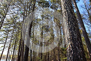 A forest with tall lush green pine trees and plants with blue sky at Lake Horton Park