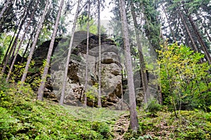 Forest with tall pines