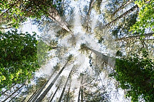 Forest of tall shrubs facing the sky