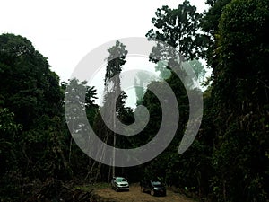 forest with tall trees covered in morning mist with two cars.  in malinau, north kalimantan, indonesia