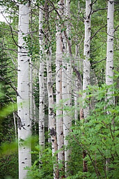 forest of tall white birch trees with green foliage