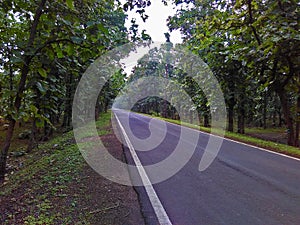 Forest of Teak Trees and Road photo